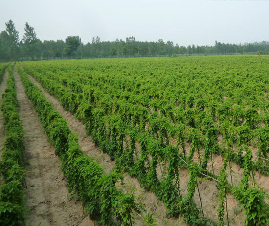 铁棍山药/沙土铁棍山药-温县怀正堂怀药种植专业合作社-马可波罗网