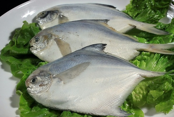 新鲜鲜活白鲳 鲳鱼