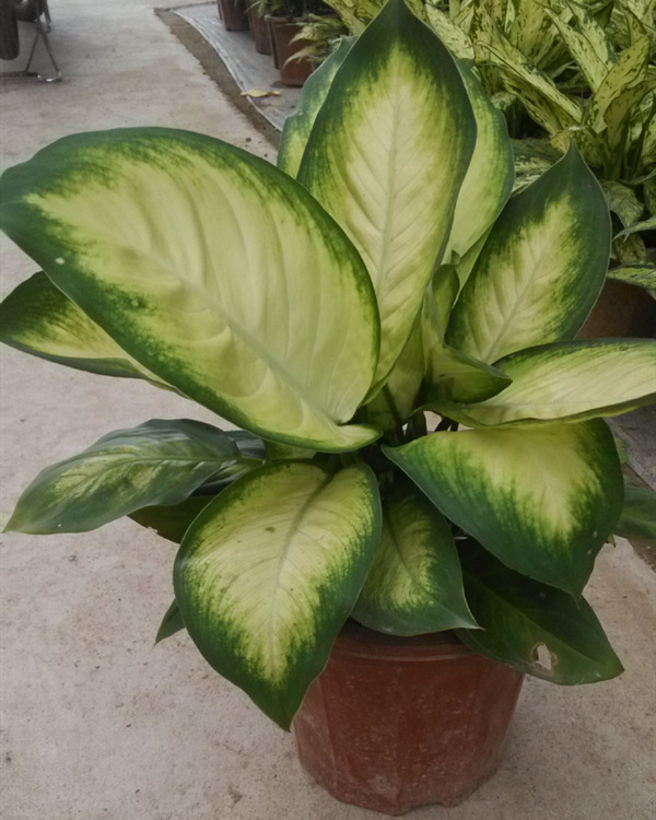 请问斑马叶万年青的售价是多少