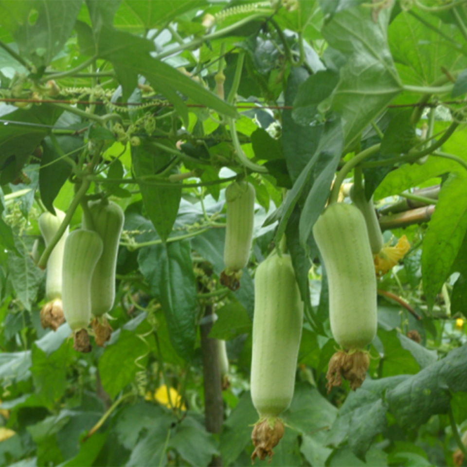 旺绿丝瓜f1 一代交配 进口肉丝瓜种子蔬菜种子批发原装10克