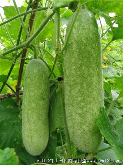 袖珍型小冬瓜新品种——碧绿翡翠,节瓜,毛节瓜,冬瓜种子