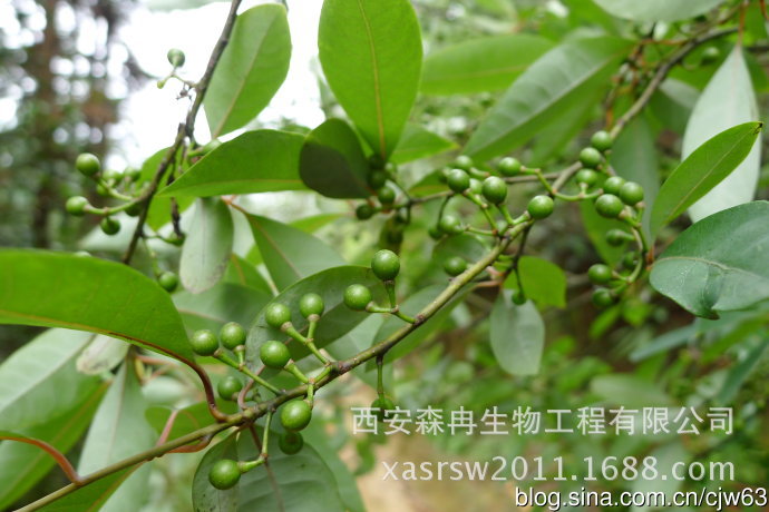 山鸡椒澄茄荜澄茄提取物现货供应1kg起订