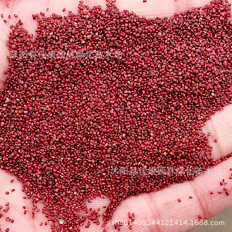 中药材种子 正宗蛇莓种子 蛇果草种子小红果野草莓种子野杨梅