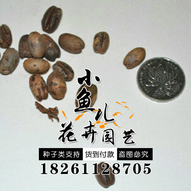基地出售花木种子 加拿利海枣种子 园林行道绿化 量大优惠易成活