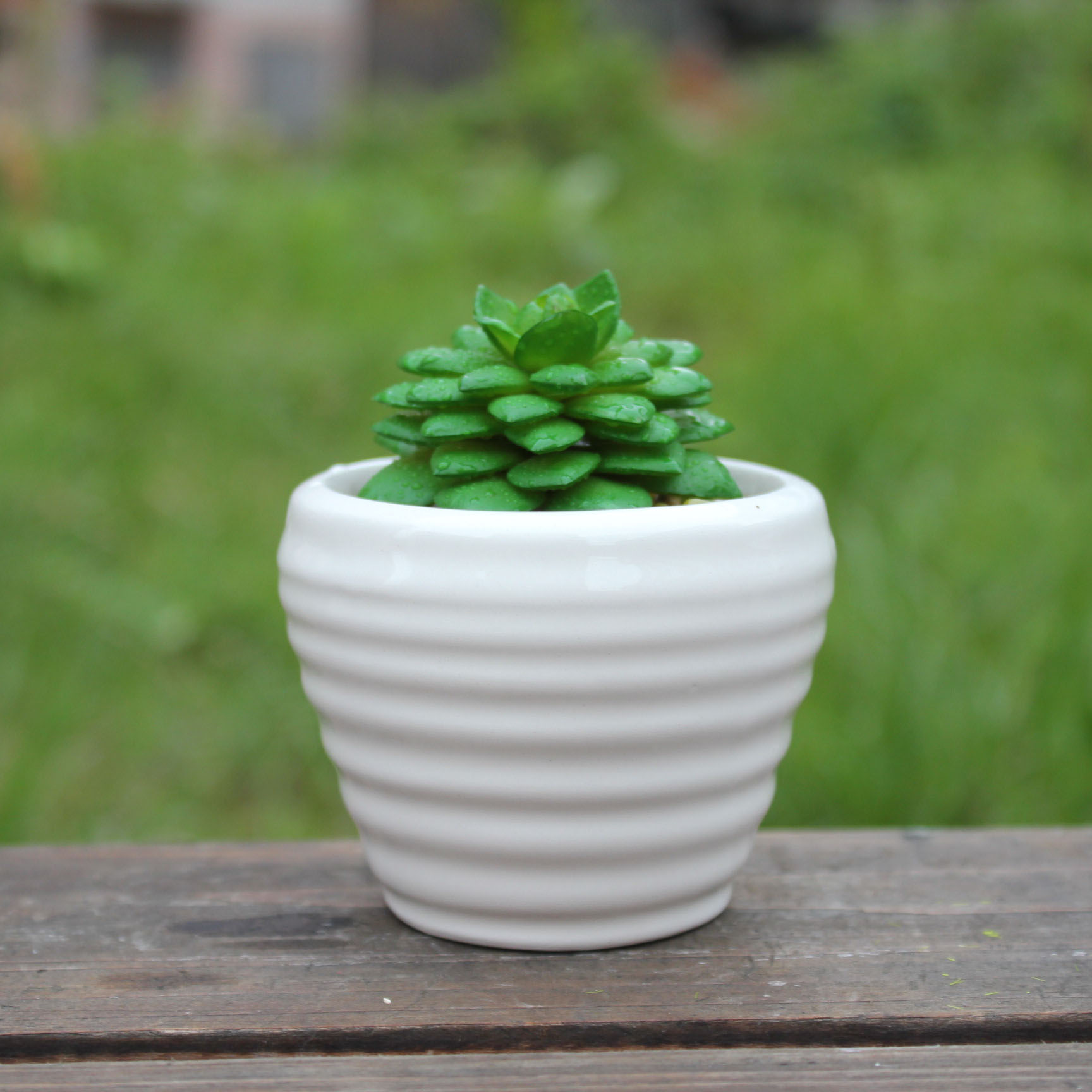 多肉花盆简约白色高雅12458陶瓷花盆办公室桌面小花盆厂家批发