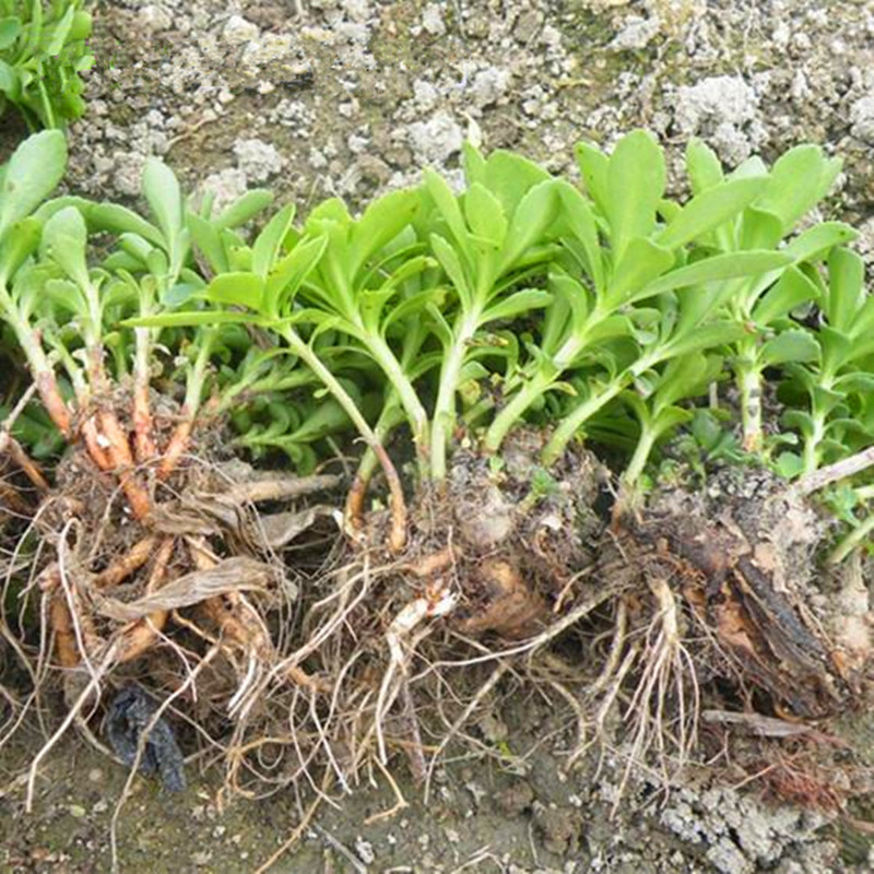 救心菜种苗养心菜种苗景天三七高钙菜费菜降压蔬菜苗
