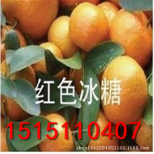 桔子树苗_产地批发湖北十堰桔苗桔子树苗占地