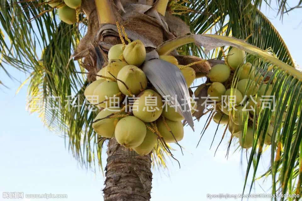 鲜椰子 海南椰子水 海南三亚特产饰品 只发物流 不包运费