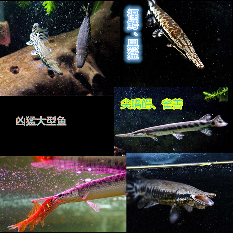 热带观赏鱼批发热带观赏鱼批发 大型鱼凶猛鱼尖嘴鳄 黑猛-阿里巴巴