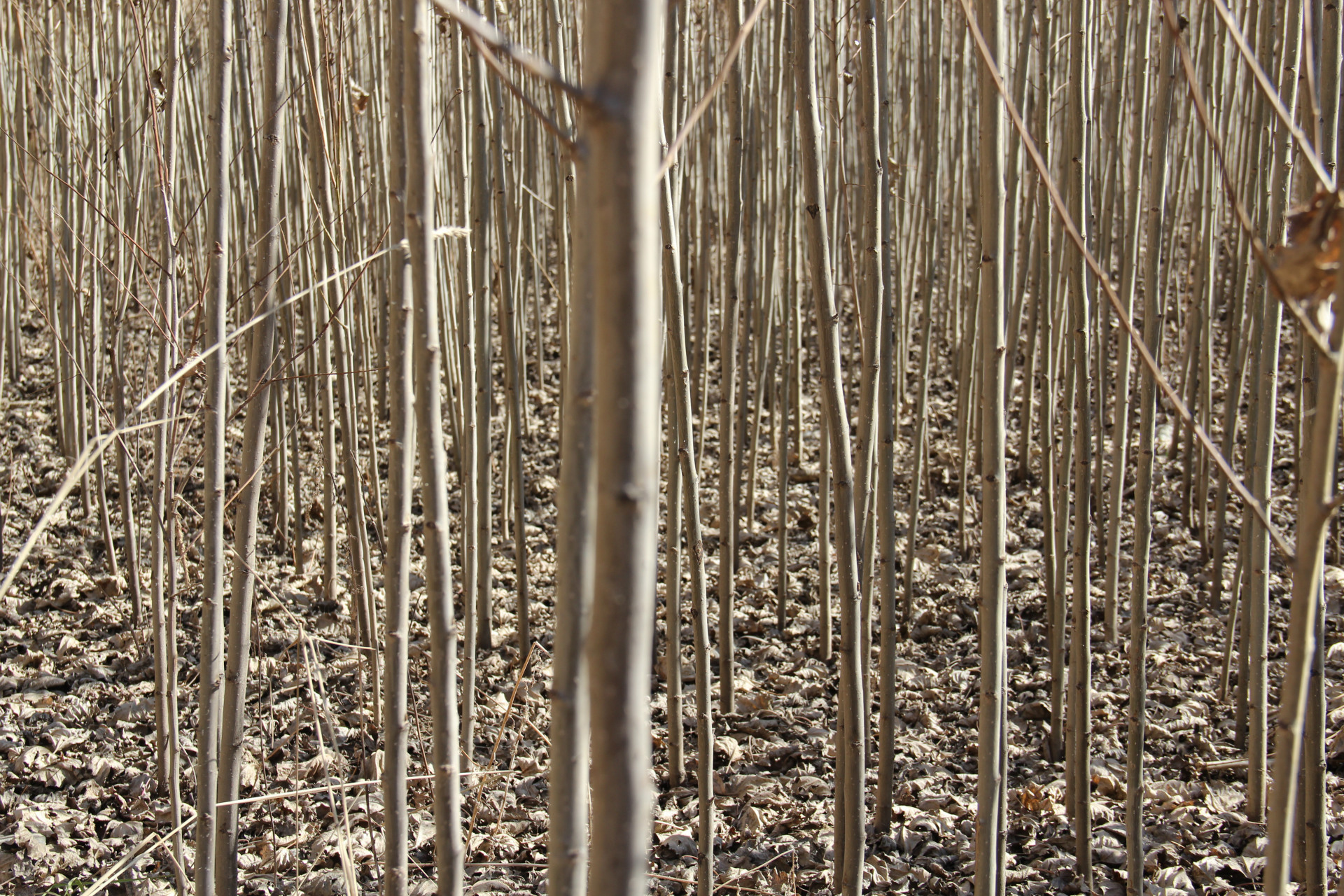 基地直销新疆杨 河北杨 二白杨 北京杨【2公分-3公分】