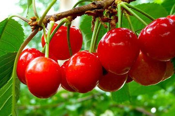 针叶樱桃提取物vc1725兰州现货