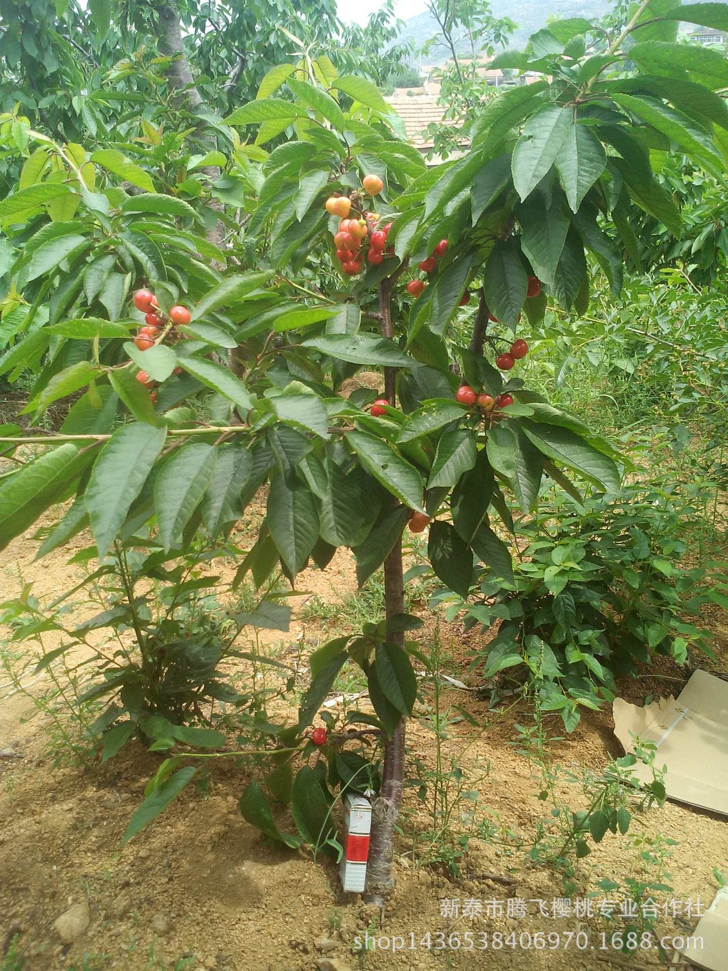 苗圃直销 樱桃苗 吉塞拉樱桃苗 品质优良 价格优惠 技术帮助