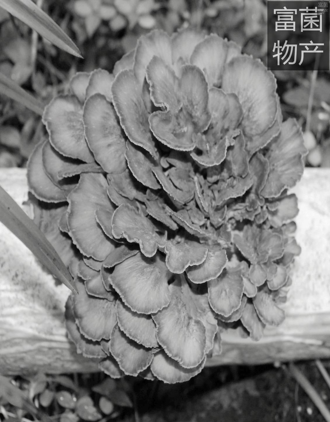 菇乡供应灰树花(舞茸)菌种菌棒优质高产系