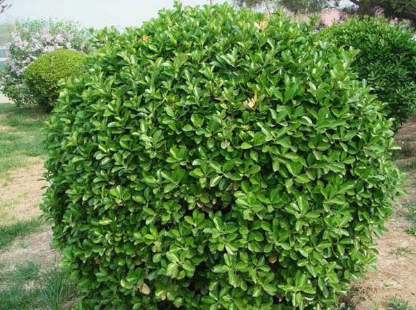 基地直供 大叶女贞球 质优价廉,规格齐全 庭院绿化精品