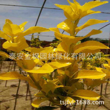 黄杨盆景_珍稀树木黄杨树黄杨盆景收藏价值高