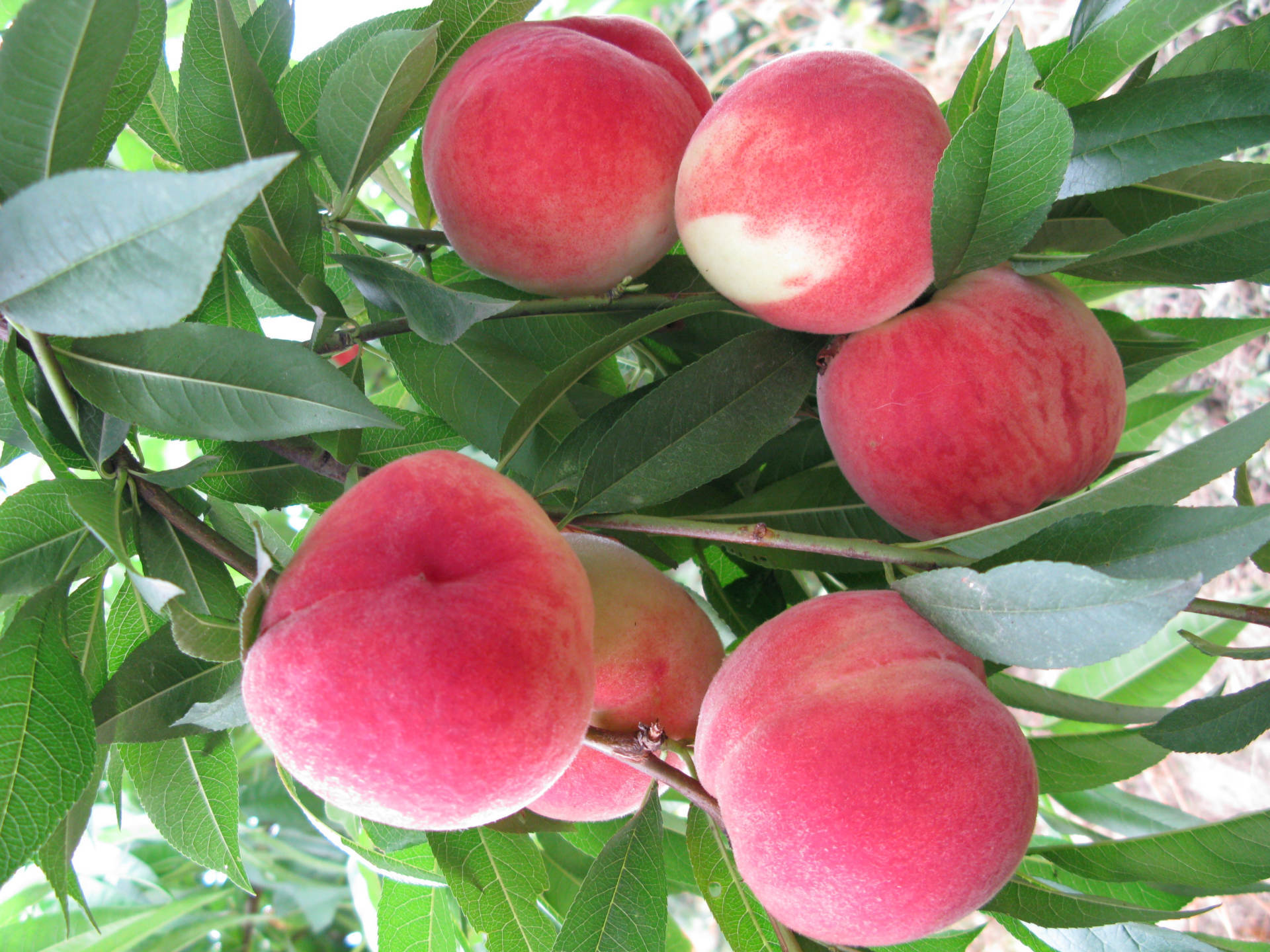 基地自产桃硬肉脆甜桃树苗木 金峰3号永不软蜜桃春雪突围黄桃.