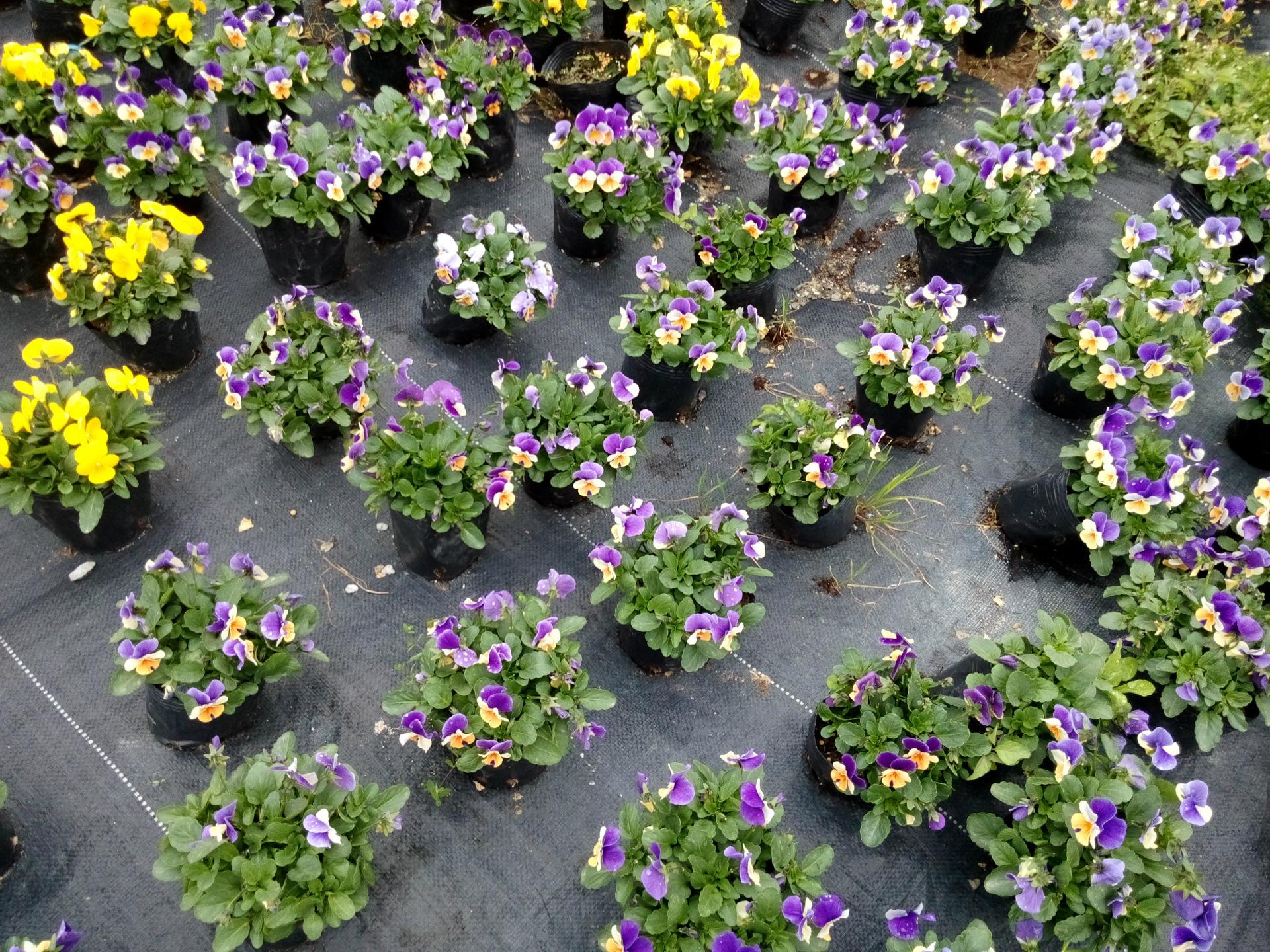 角堇 种子种苗 成品 半成品 进口品质 基地** 自产自.