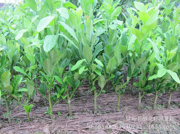 盆栽花卉_室内外盆栽花卉 佛手苗 佛手柑苗 空