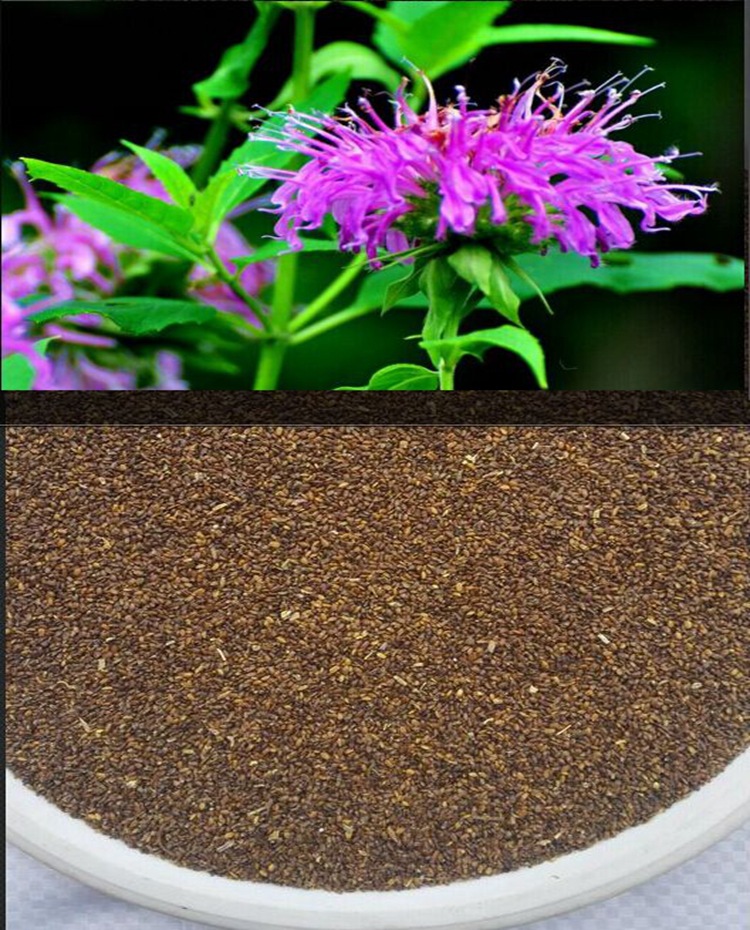 批发薄荷种子 猫薄荷 牛奶香薄荷 薄荷籽13626141721【精品】