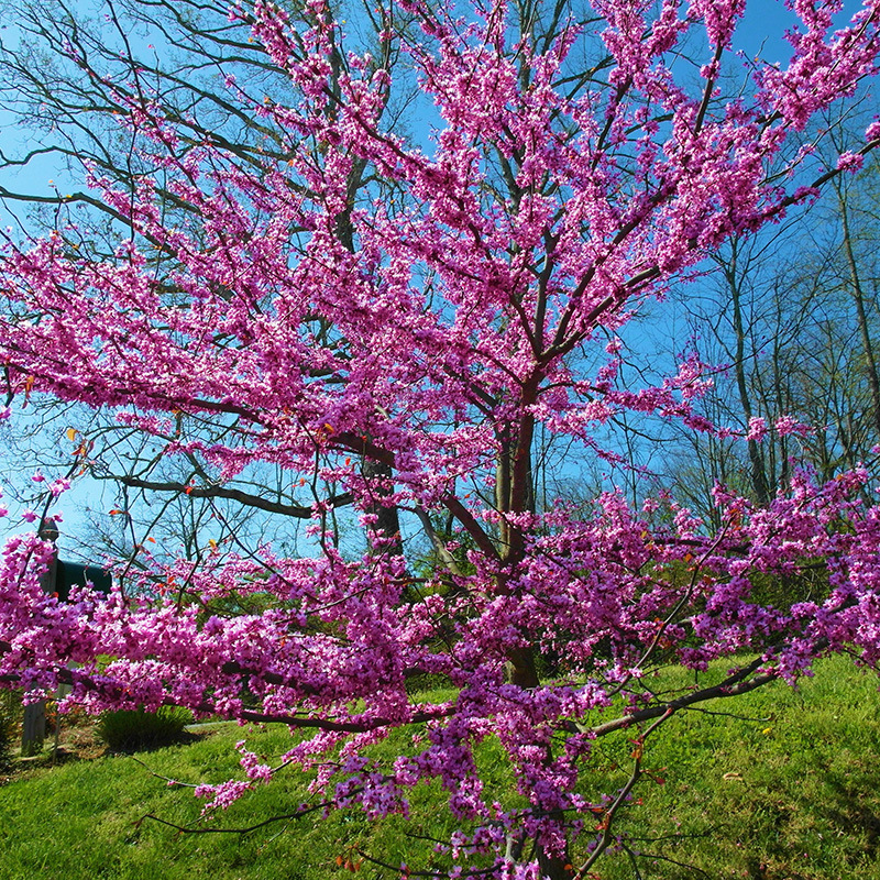 常年供应紫荆苗木 紫荆小苗独杆紫荆 正宗紫叶加拿大紫荆