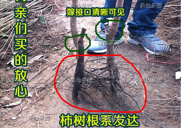 嫁接柿子树苗 果树 南北方 结果苗 火晶柿 2年苗