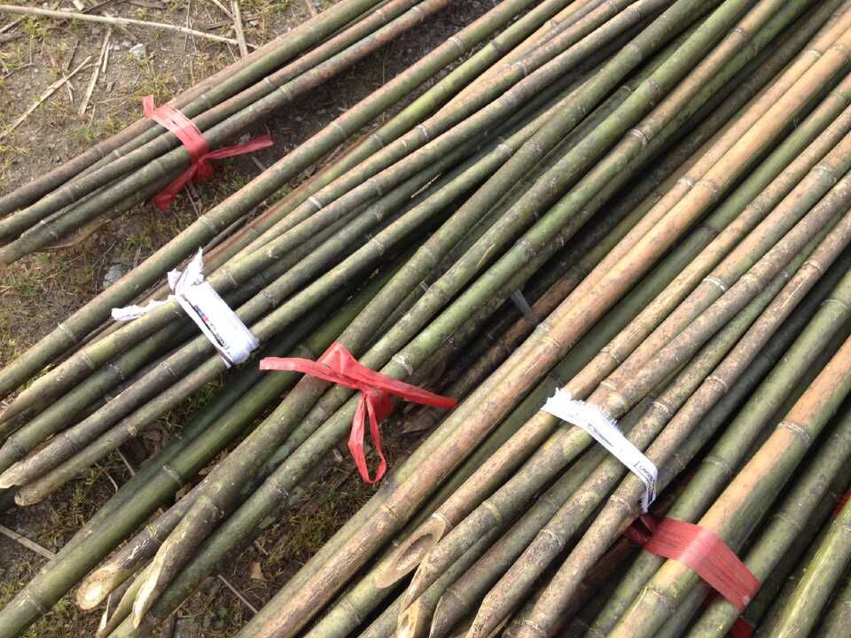 出售优质刚竹苗 批发绿化竹子庭院竹子别墅竹子 量大优惠