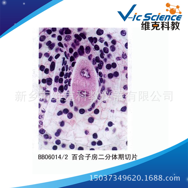 源头工厂 百合子房二分体期切片 植物装片 动植物切片 显微镜玻片