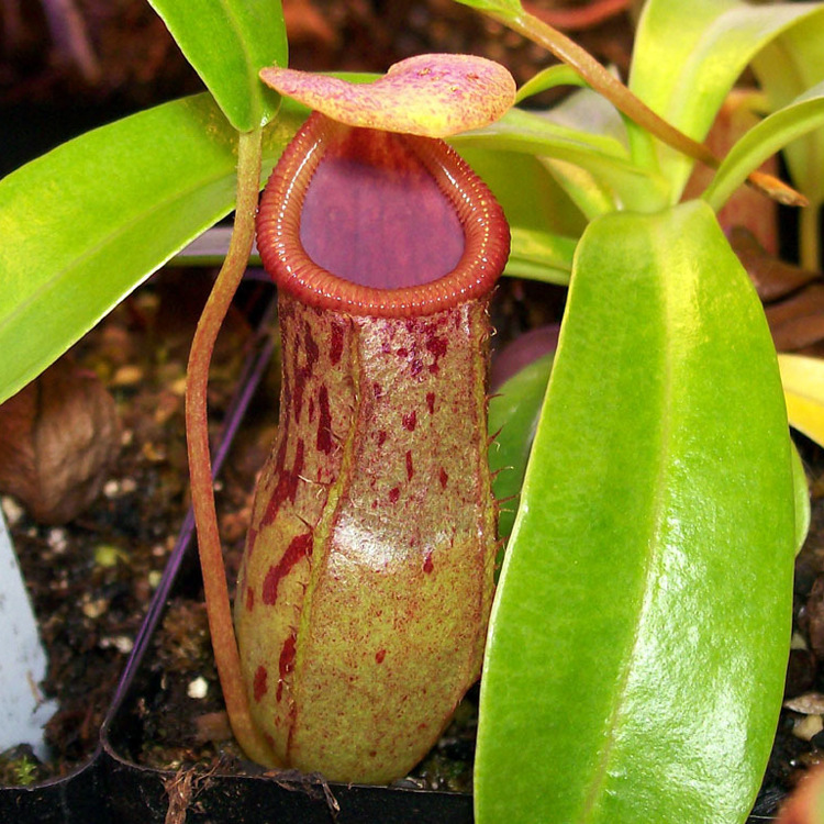 基地批发猪笼草食虫草驱蚊草食虫植物盆栽室内