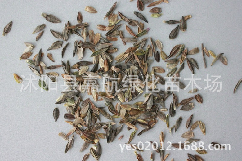 百日草种子 百日花种子 草花种子百日菊种子 步步高 火球花对叶菊