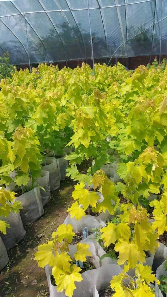 现货预订【黄金枫小苗】黄金枫芽接苗 狄波拉黄金枫 黄金枫小苗