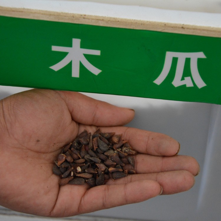 批发新采林木种子 优质木瓜种子 高产 木瓜树种子 贴梗海棠