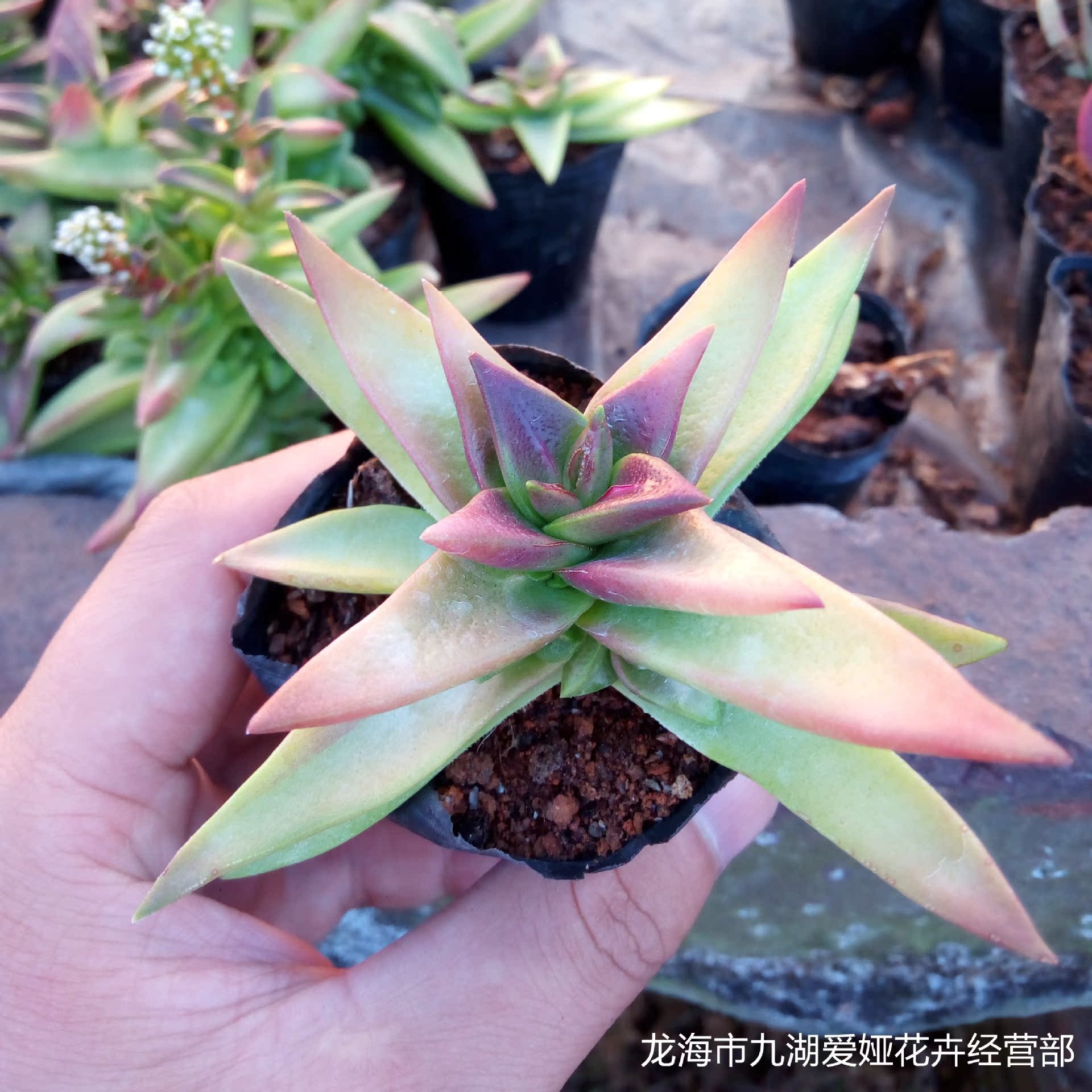 多肉植物批发韩国多肉植物赤鬼城已出红色状态