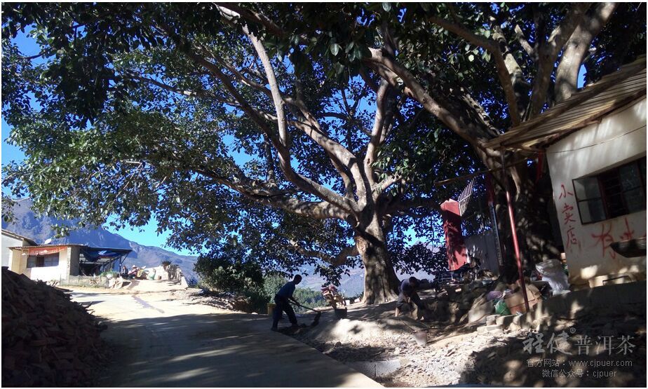 2015春茶行-临沧永德忙肺村(一)