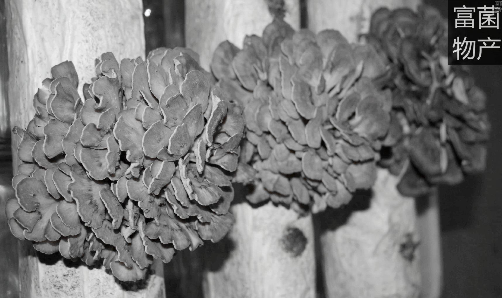 菇乡供应灰树花(舞茸)菌种菌棒优质高产系