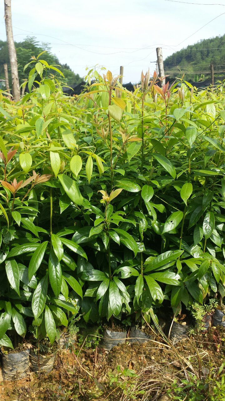 金丝楠木营养杯苗,袋苗,珍贵苗木,桢楠,闽楠