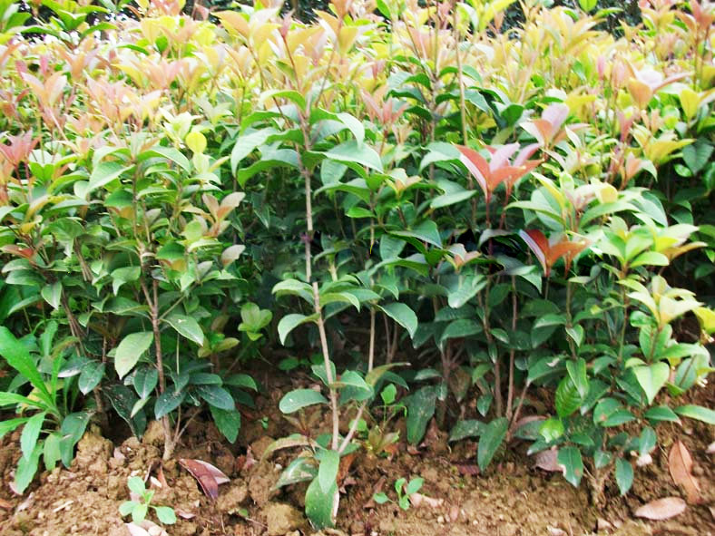 基地批发桂花树苗 八月桂 四季桂小苗 品种齐全 绿化园林工程