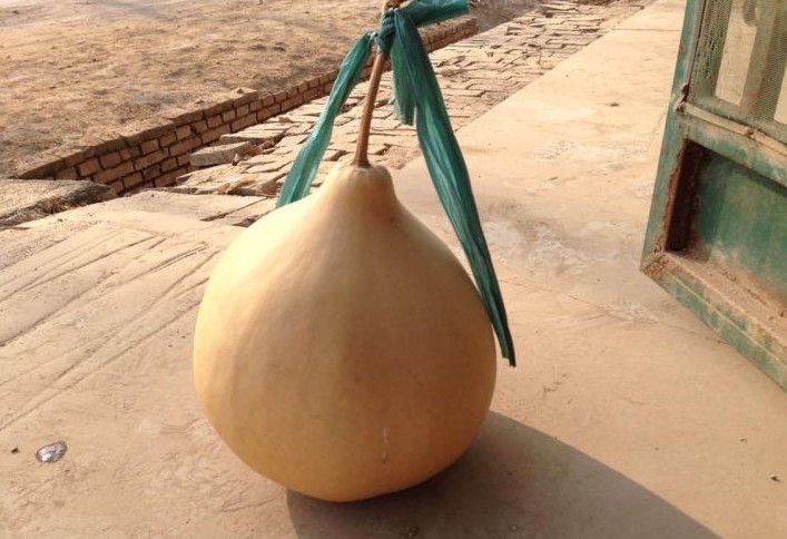 大瓢葫芦批发 葫芦批发 2013新葫芦批发 葫芦年货批发