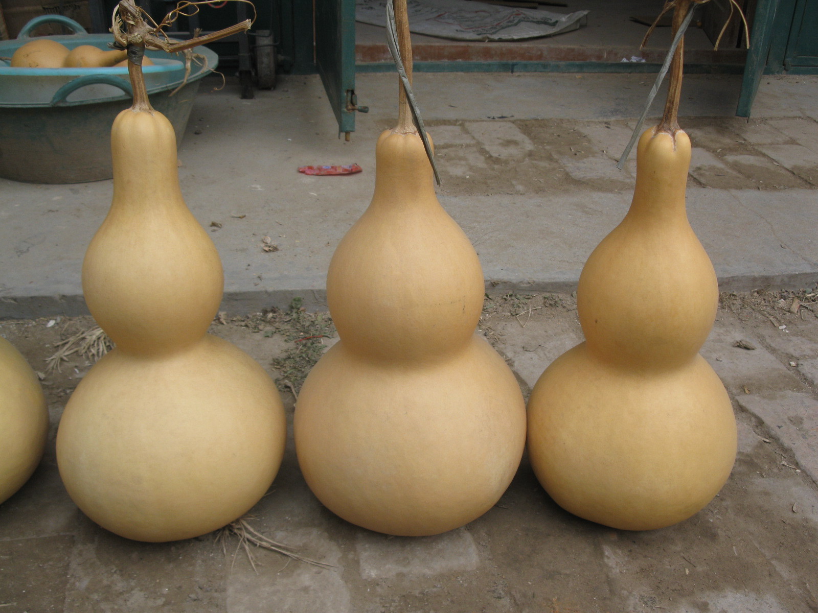 热销天然大葫芦烫画葫芦中号葫芦文玩葫芦大葫芦