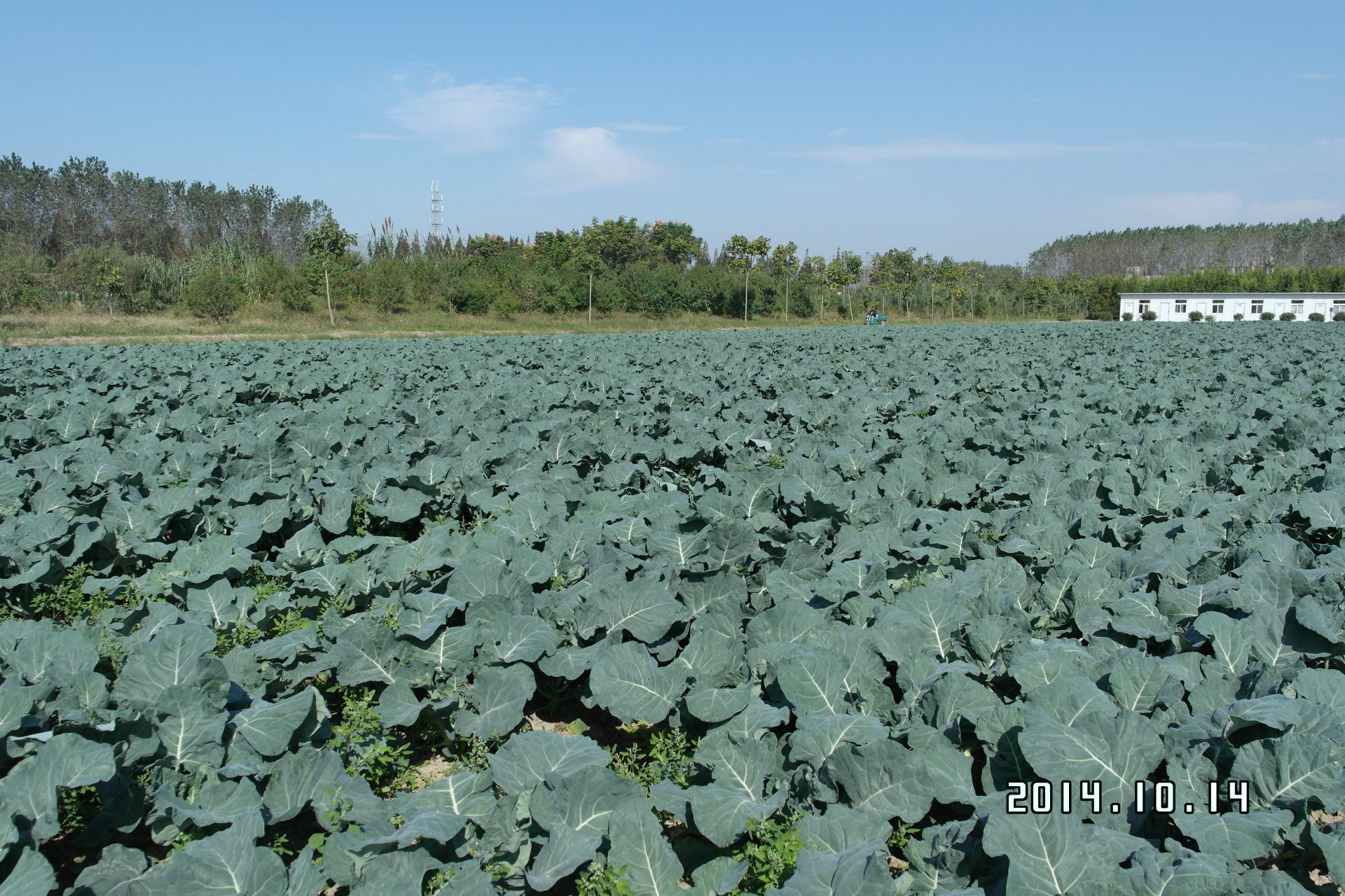 青花菜新鲜蔬菜