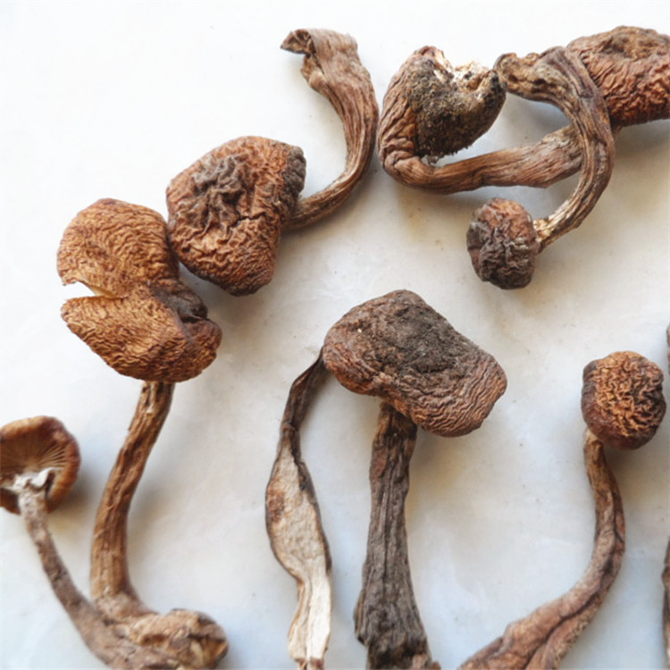 专业品质 经过人工仔细挑选出的 食用菌东北土特产 迷你草榛蘑丁