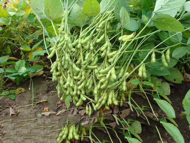 采摘毛豆作文开头