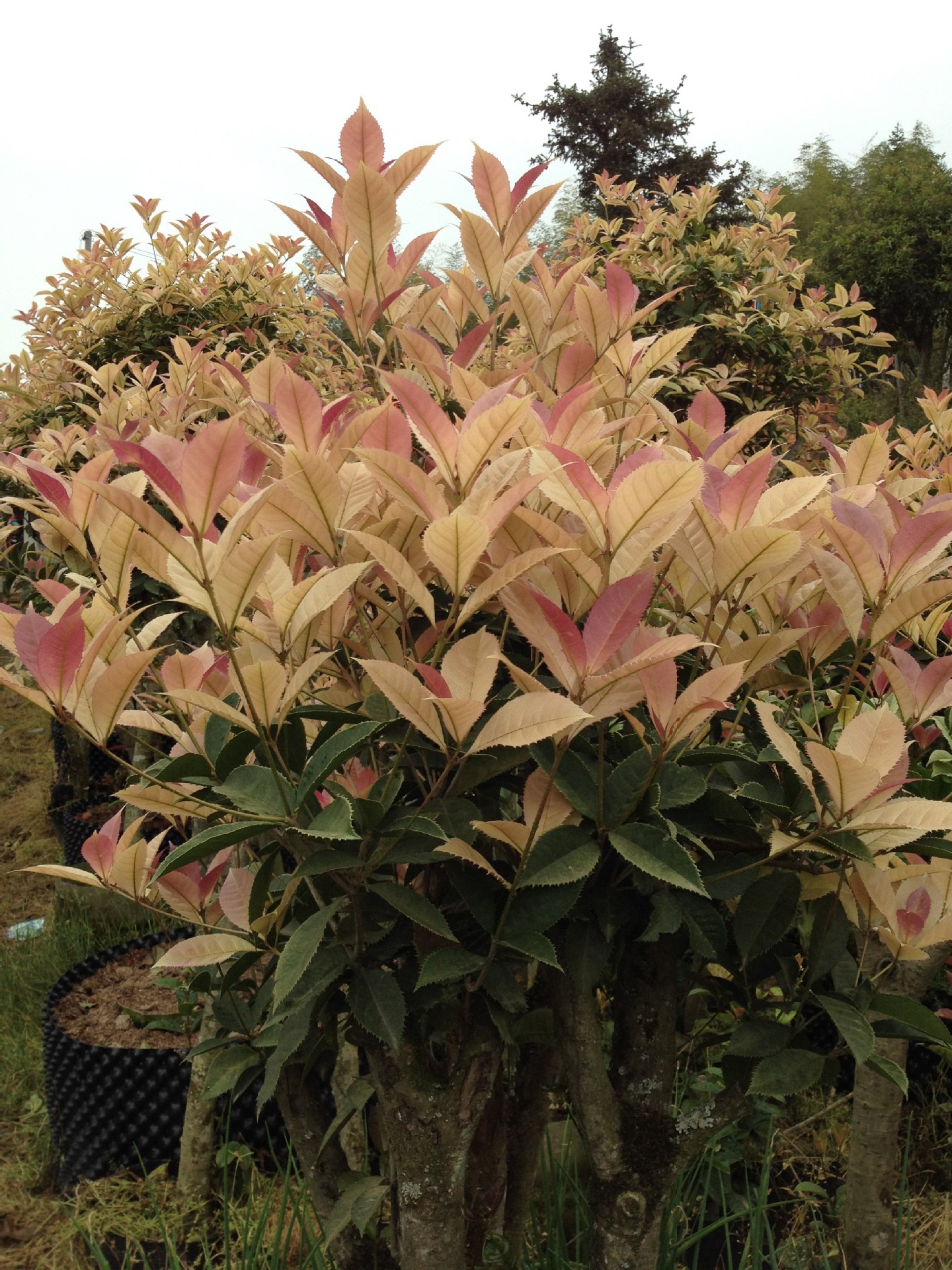 国色天香-珍珠彩叶桂-五彩桂花-园林城市绿化精品-产地直销无中介_盆