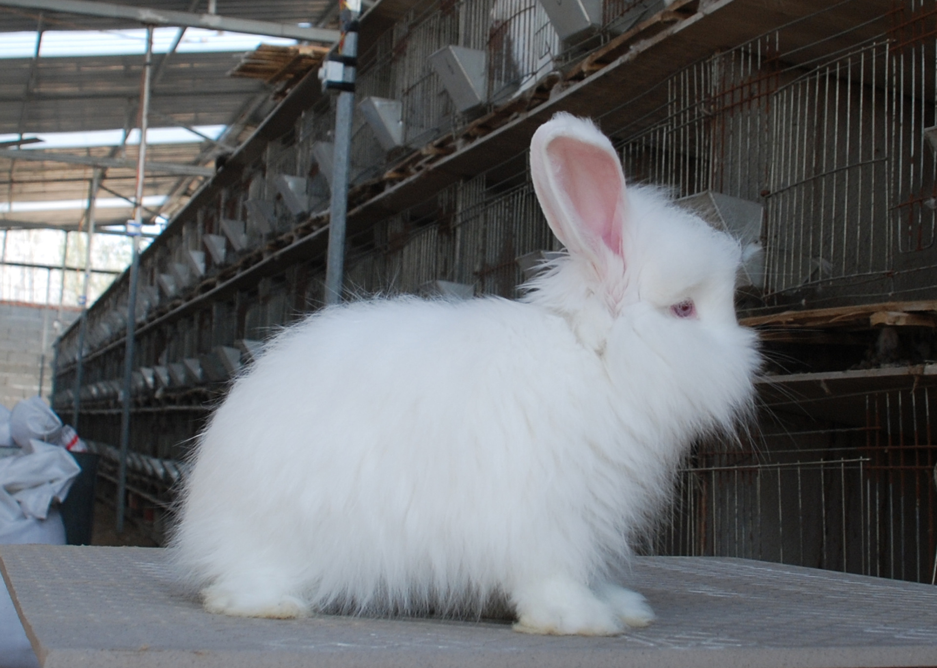 长毛兔养殖厂 供应安哥拉长毛兔 珍珠长毛兔 长毛兔苗价格很低