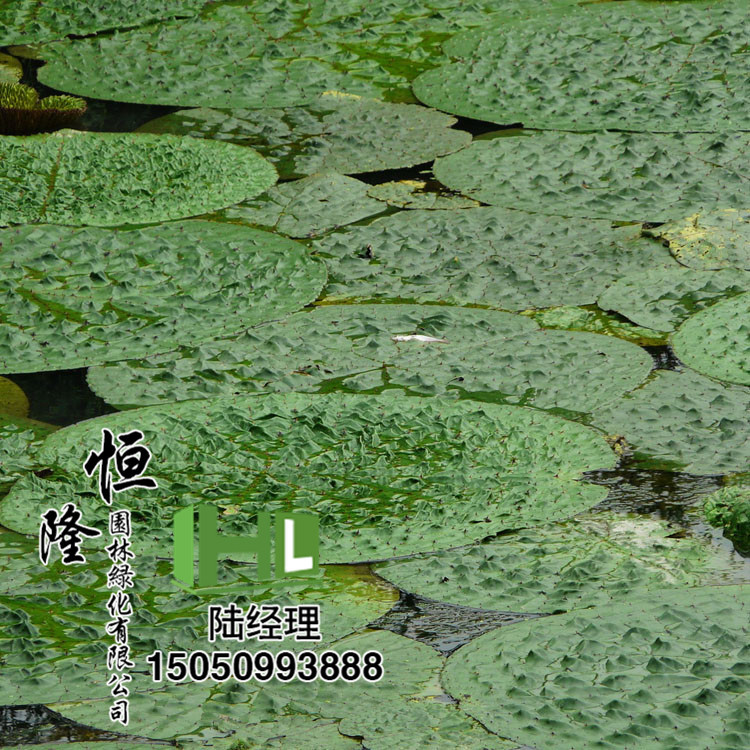 批发优质芡实苗 水生植物规格齐全 优质水生植物 芡实 量大优惠