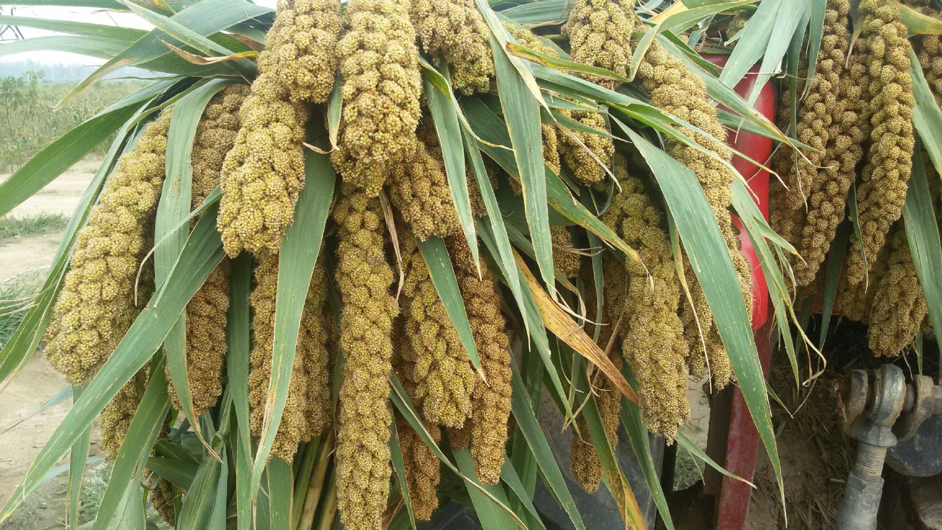 供应高产优质小米种子米香粘黄金谷505 生产富硒小米白谷黄米种子-粮