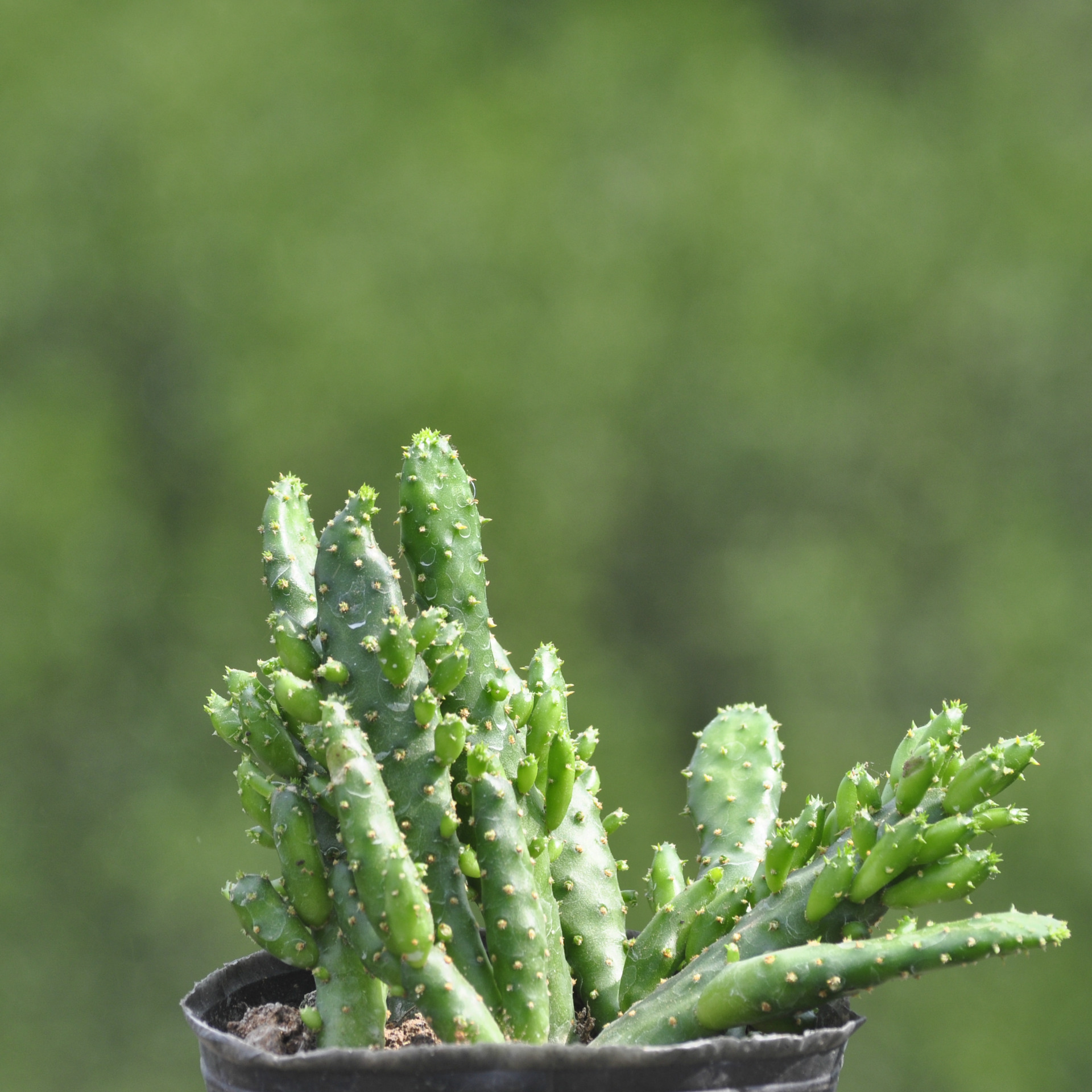 批发多肉植物批 摇钱树 多肉植物 肉肉植物批发 花卉绿植迷你盆栽