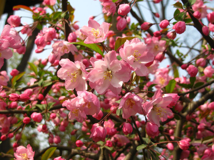 绿化苗木垂丝海棠盆栽 庭院美化露地直杆 落地性粉色性行道树乔木