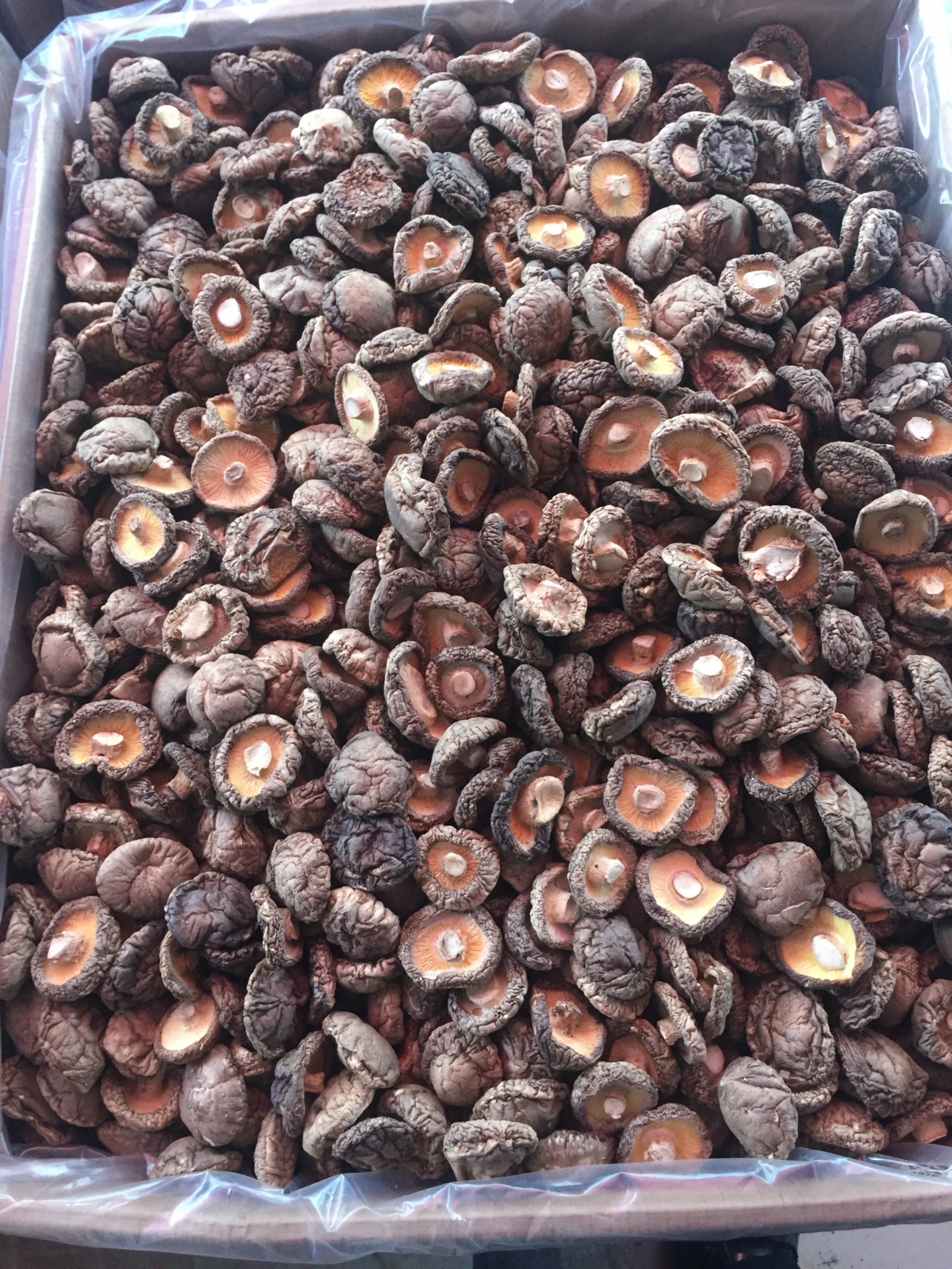 供应信息 香菇 厂家直销 二级香菇 香菇 原生态香 品种:环柄香菇 种类