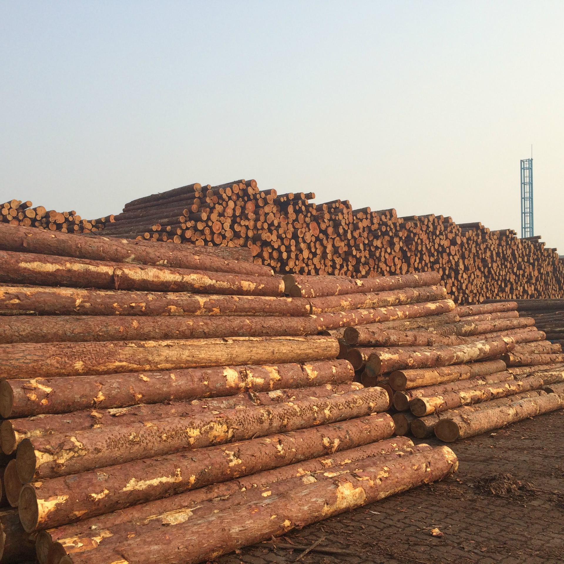 供应落叶松原木 工地河道打桩木 松木桩 落叶松檩条港口供应