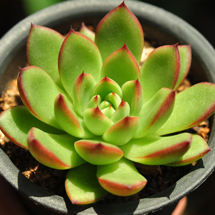 漳州多肉植物批发 圣诞东云 约6-7cm 冬云裸根 花卉绿植盆栽盆景